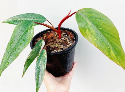 Philodendron Strawberry Shake