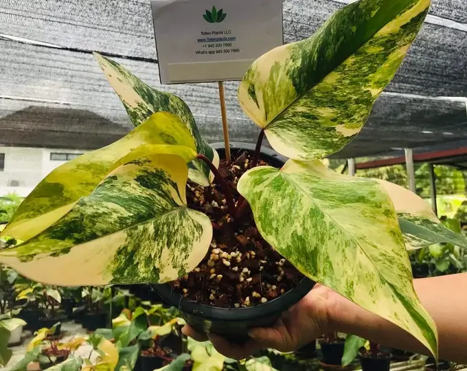 Philodendron Strawberry Shake