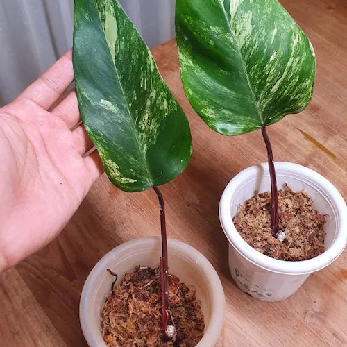 Philodendron Strawberry Shake Cutting
