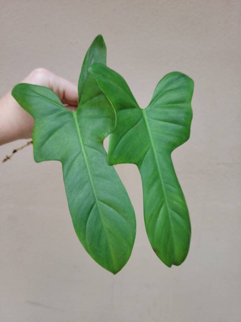 Philodendron Bipennifolium