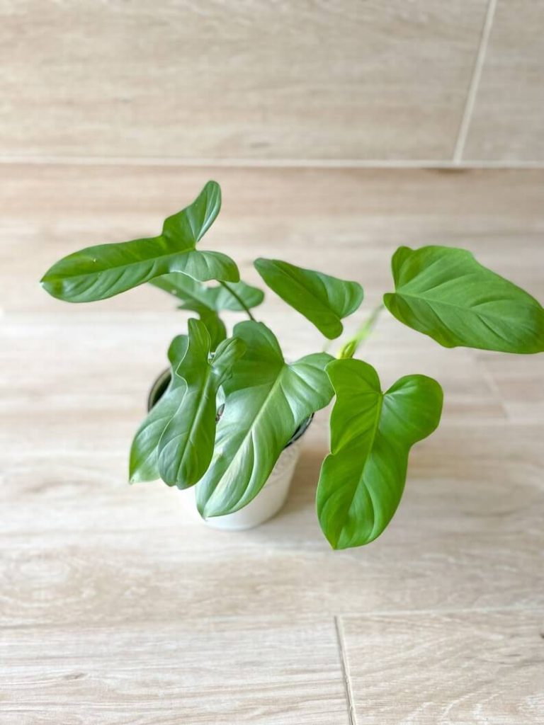 Philodendron Bipennifolium