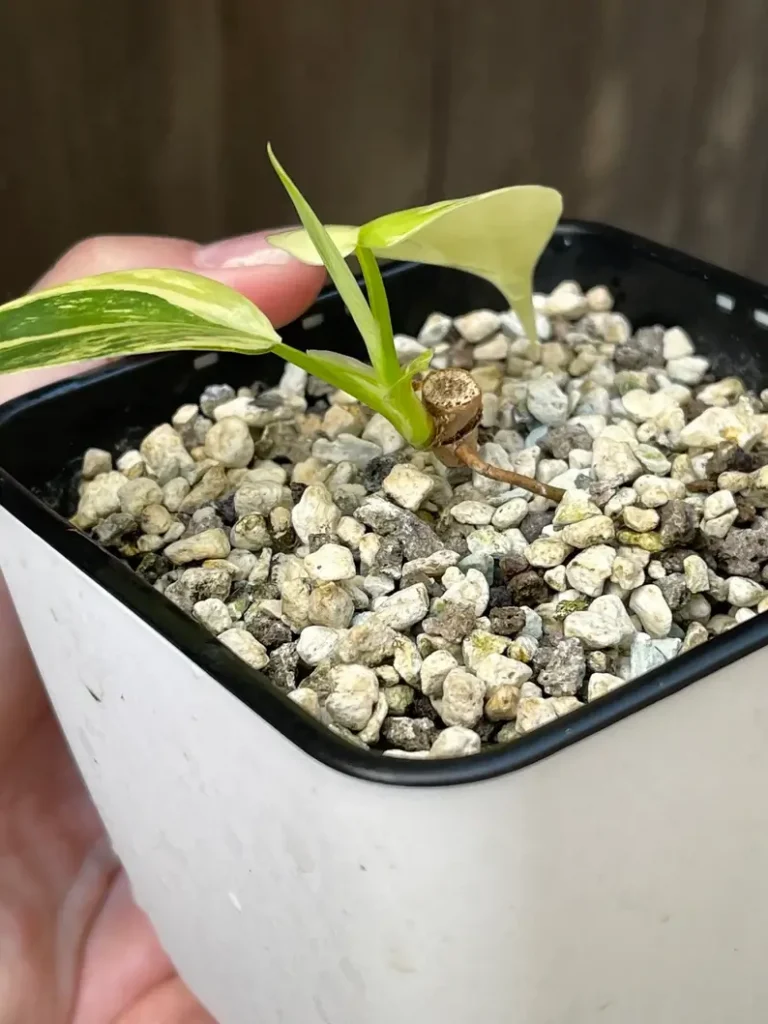 Variegated Philodendron Bipennifolium
